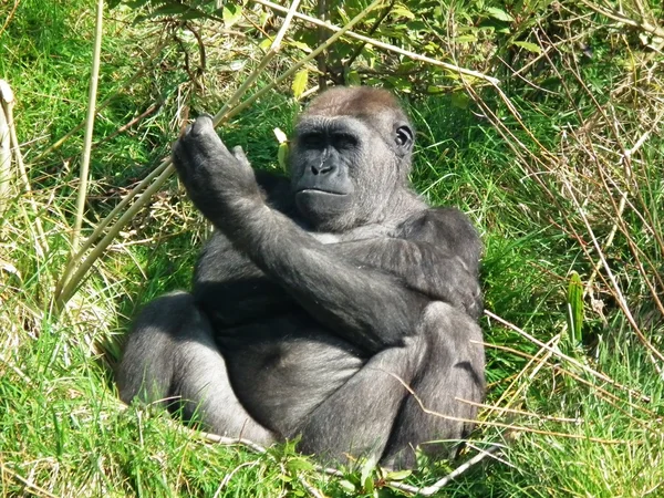 Den mäktiga gorillan — Stockfoto