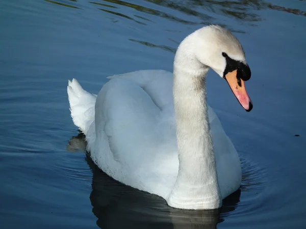 O belo cisne — Fotografia de Stock