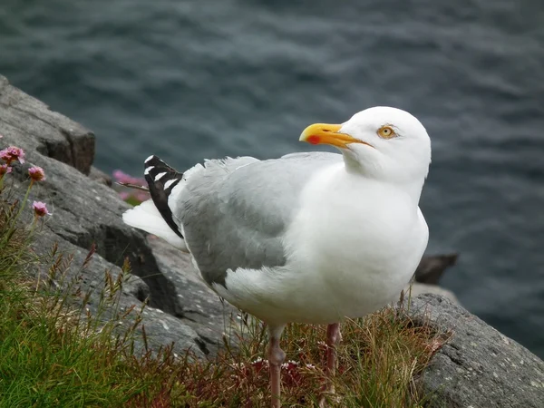 The pesky gull — Stock Photo, Image