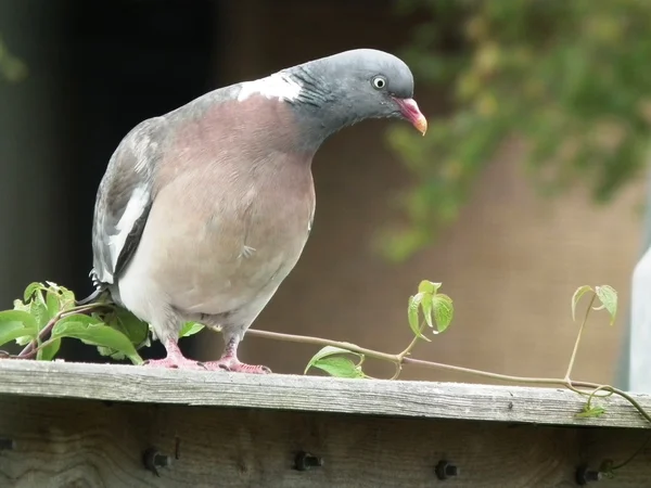 O pombo de madeira — Fotografia de Stock