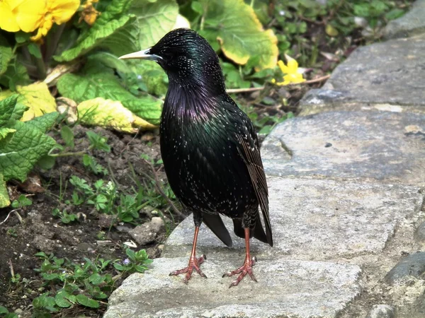 Den färgglada starling — Stockfoto