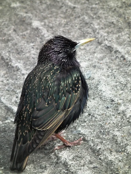 다채로운 starling — 스톡 사진