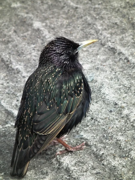 Den färgglada starling — Stockfoto