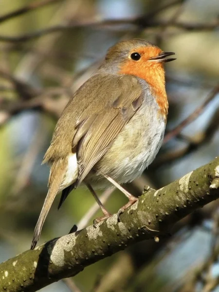 Den söta robin — Stockfoto