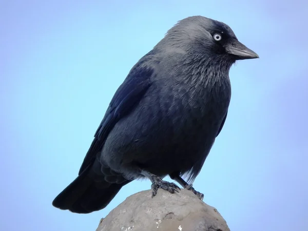 De kauw-crow — Stockfoto