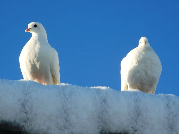 Der weiße Vogel — Stockfoto