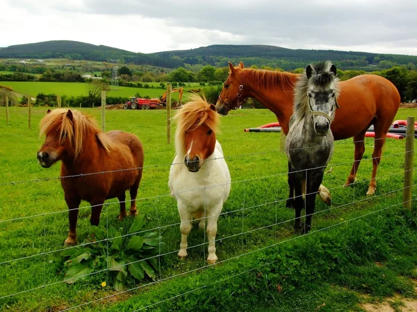 Unos pocos caballos — Foto de Stock