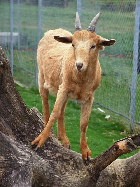 The pesky goat — Stock Photo, Image