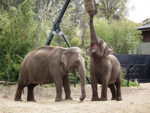 El poderoso elefante — Foto de Stock