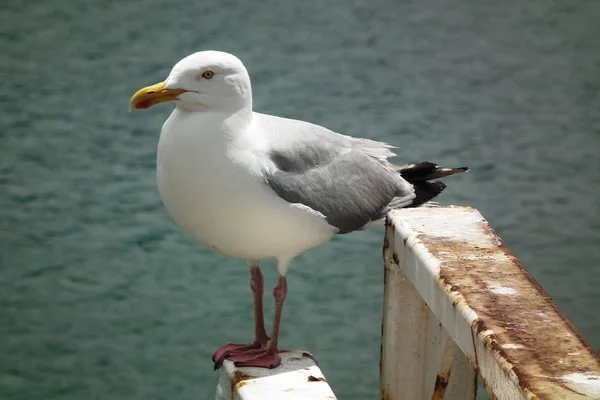 The herring gulls — Stock Photo, Image