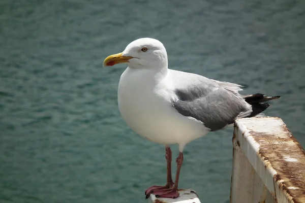 Die Heringsmöwen — Stockfoto