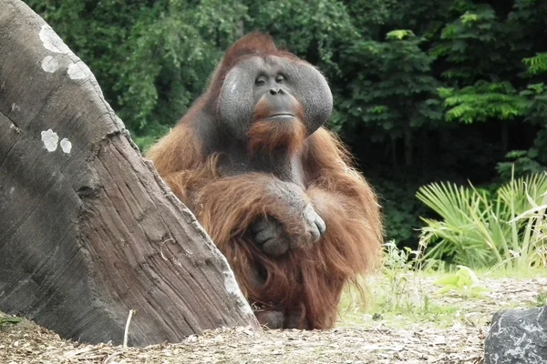 De zachte orangitan — Stockfoto