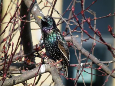 gürültülü sığırcık