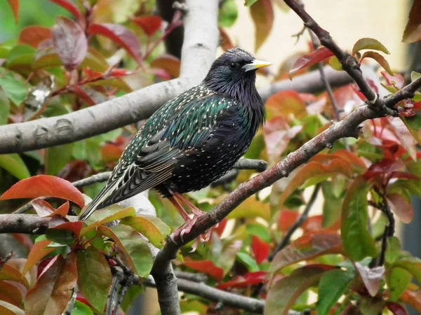 Den bullriga starling — Stockfoto