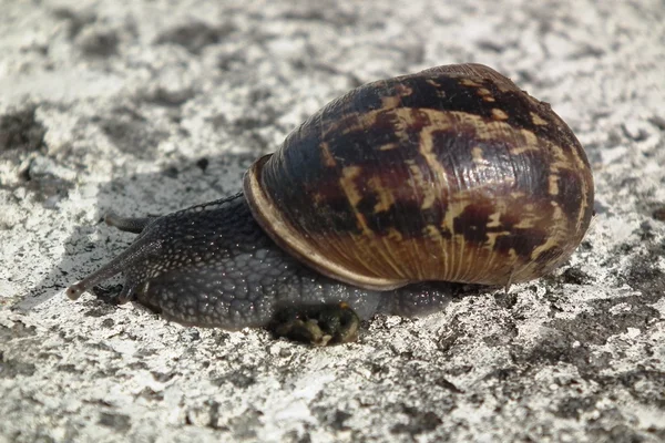 El caracol resbaladizo — Foto de Stock