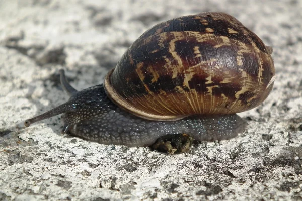 A csúszós csiga — Stock Fotó