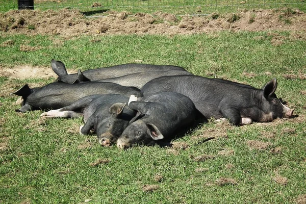 De sovande svin — Stockfoto