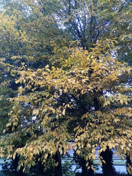 Life Trees — Stock Photo, Image