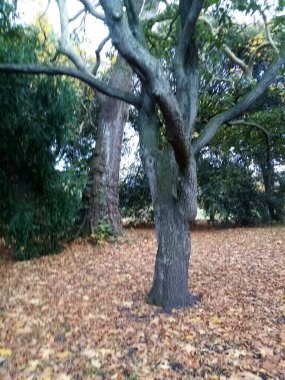 Ağaçların yaşamı