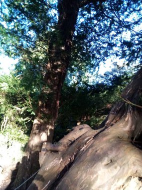 Ağaçların yaşamı