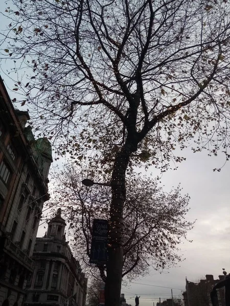 Vita Degli Alberi — Foto Stock