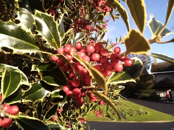 Leben Voller Beeren — Stockfoto