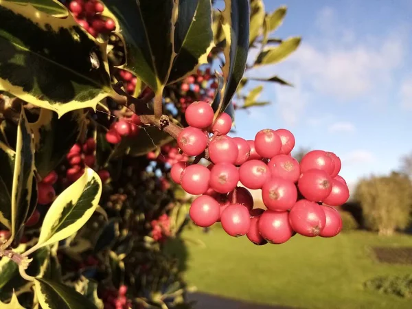 Leben Voller Beeren — Stockfoto