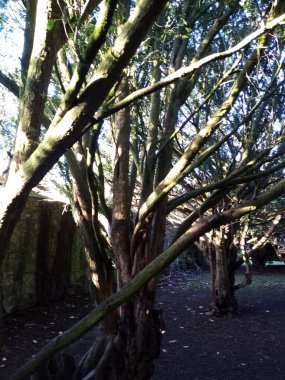 Ağaçların yaşamı