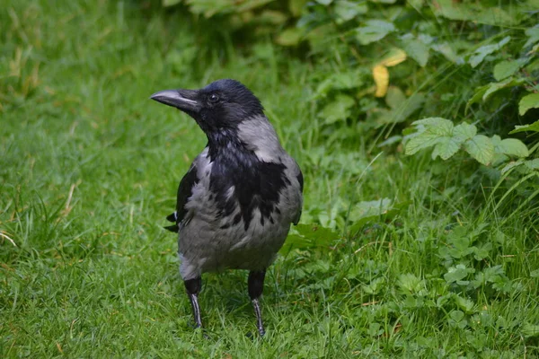 Vida Las Aves — Foto de Stock