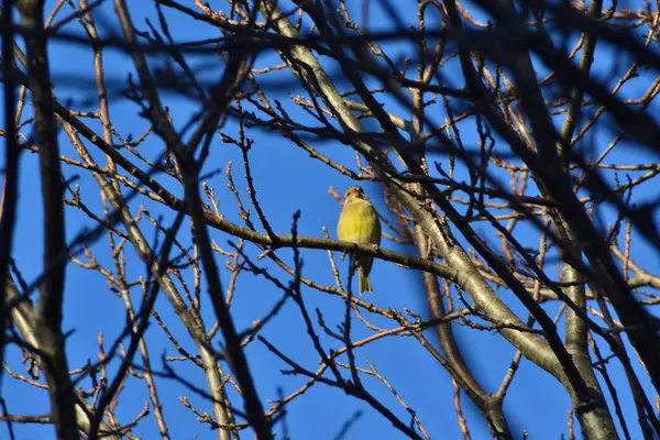 Vie Des Oiseaux — Photo