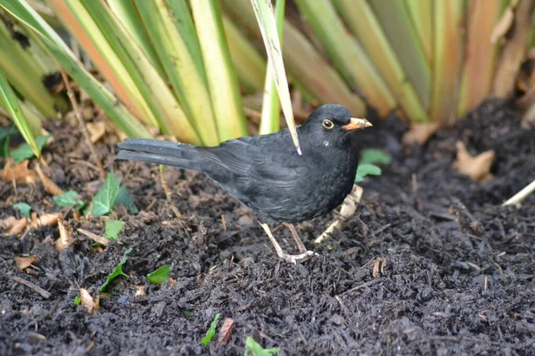 Den Söta Lilla Fågel — Stockfoto