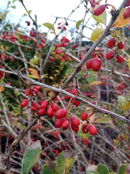 Hier Kommen Die Beeren — Stockfoto