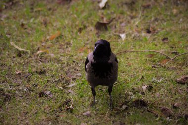 Sinir bozucu tek karga.