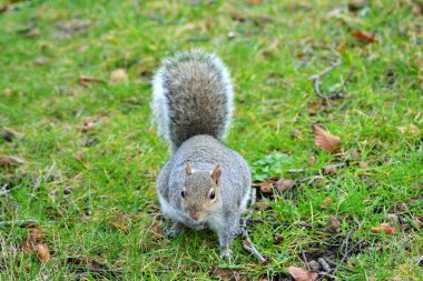 Sincapların hayatı.