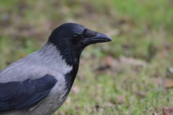 Single Pesky Crow — Stock Photo, Image