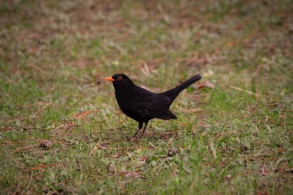 Tek Bir Karatavuk — Stok fotoğraf