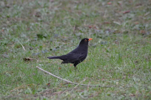 One Single Blackbird — Stock Photo, Image