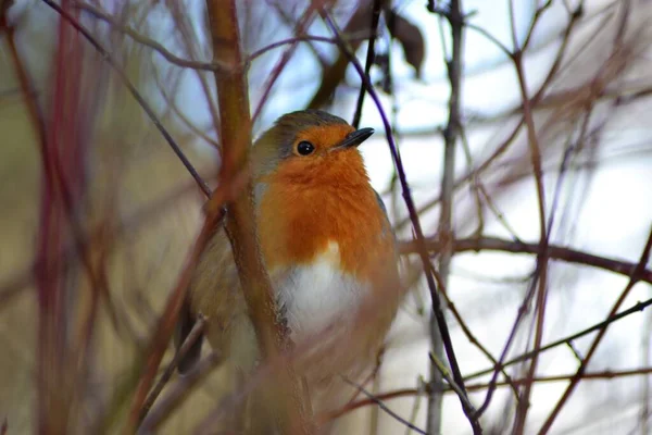 Vida Dos Robins — Fotografia de Stock