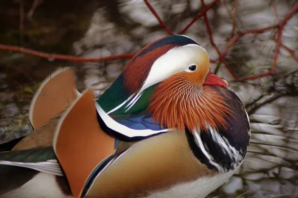 One Mandarin Duck — Stock Photo, Image