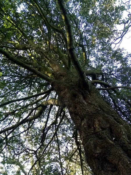 Vida Los Árboles — Foto de Stock