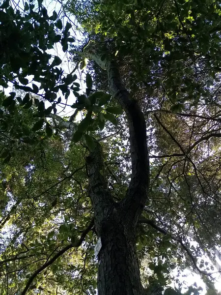 나무의 — 스톡 사진