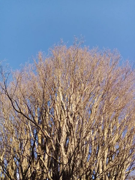 Het Leven Van Bomen — Stockfoto