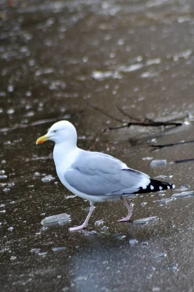 One Pedky Seagull — Stock Photo, Image