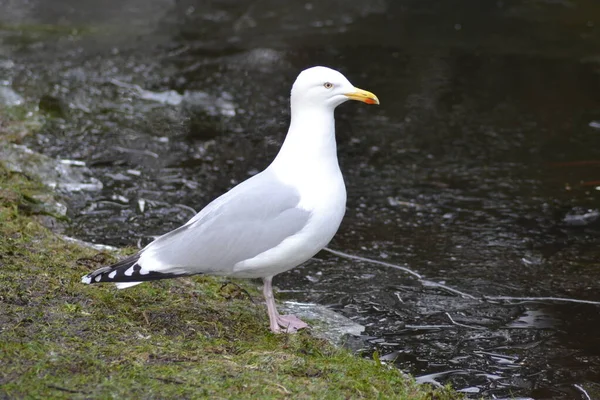 One Pedky Seagull — Stock Photo, Image