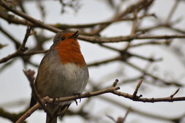 Life Robin — Stock Photo, Image