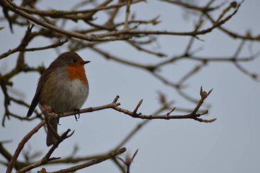 ardıçkuşlarının hayatı