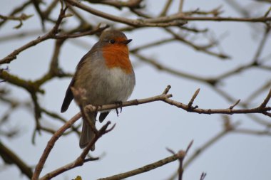 ardıçkuşlarının hayatı