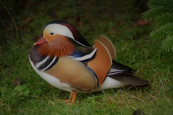 Das Leben Der Mandarin — Stockfoto