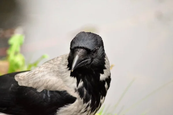 Kråkornas Liv — Stockfoto