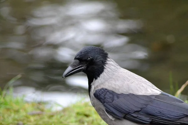 Kråkornas Liv — Stockfoto